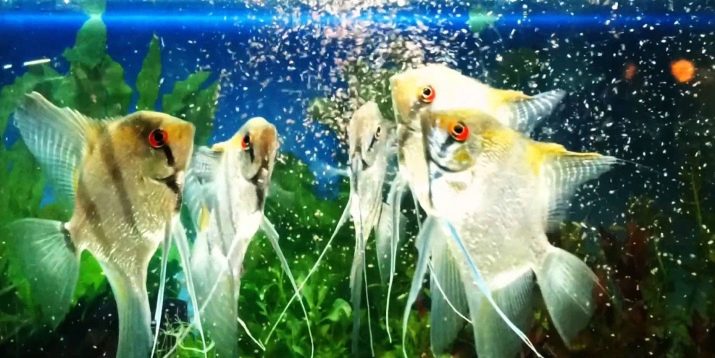 Чим годувати скалярій? 14 фото Корм для мальків в акваріумі. Як починати годування скалярії в домашніх умовах? Скільки разів на день вони харчуються?