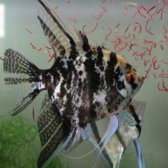 Чим годувати скалярій? 14 фото Корм для мальків в акваріумі. Як починати годування скалярії в домашніх умовах? Скільки разів на день вони харчуються?
