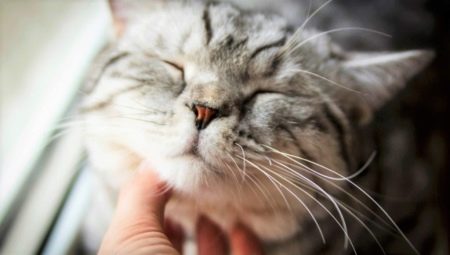 Чому коти муркочуть? Чому коти муркочуть, коли їх гладиш? Механізм котячого мурчания