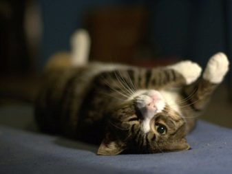 Чому коти муркочуть? Чому коти муркочуть, коли їх гладиш? Механізм котячого мурчания