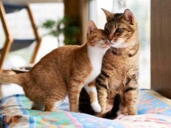 Чому коти муркочуть? Чому коти муркочуть, коли їх гладиш? Механізм котячого мурчания