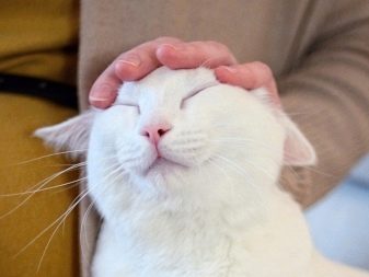 Чому коти муркочуть? Чому коти муркочуть, коли їх гладиш? Механізм котячого мурчания