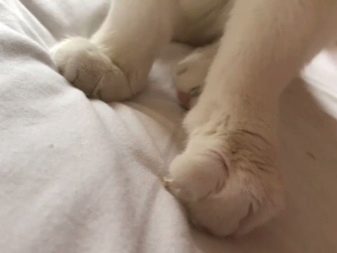 Чому коти муркочуть? Чому коти муркочуть, коли їх гладиш? Механізм котячого мурчания