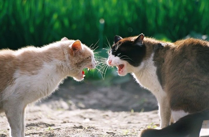 Чому коти муркочуть? Чому коти муркочуть, коли їх гладиш? Механізм котячого мурчания