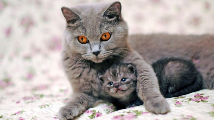 Чому коти муркочуть? Чому коти муркочуть, коли їх гладиш? Механізм котячого мурчания