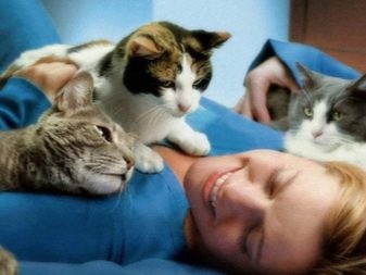 Чому коти муркочуть? Чому коти муркочуть, коли їх гладиш? Механізм котячого мурчания