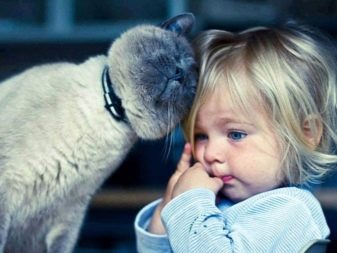 Чому коти муркочуть? Чому коти муркочуть, коли їх гладиш? Механізм котячого мурчания