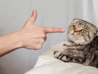 Чому коти муркочуть? Чому коти муркочуть, коли їх гладиш? Механізм котячого мурчания