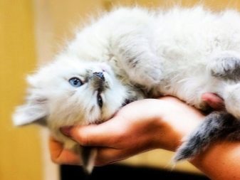 Чому коти муркочуть? Чому коти муркочуть, коли їх гладиш? Механізм котячого мурчания