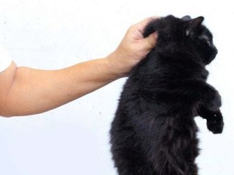 Чому коти муркочуть? Чому коти муркочуть, коли їх гладиш? Механізм котячого мурчания