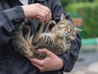 Чому коти муркочуть? Чому коти муркочуть, коли їх гладиш? Механізм котячого мурчания