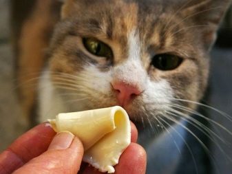Чому коти муркочуть? Чому коти муркочуть, коли їх гладиш? Механізм котячого мурчания