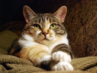 Чому коти муркочуть? Чому коти муркочуть, коли їх гладиш? Механізм котячого мурчания