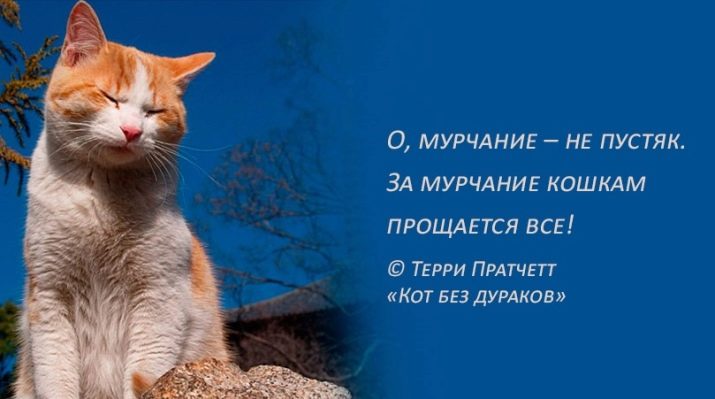 Чому коти муркочуть? Чому коти муркочуть, коли їх гладиш? Механізм котячого мурчания