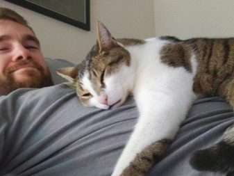 Чому коти муркочуть? Чому коти муркочуть, коли їх гладиш? Механізм котячого мурчания
