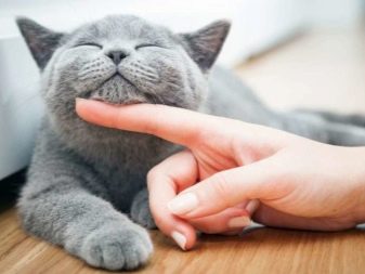 Чому коти муркочуть? Чому коти муркочуть, коли їх гладиш? Механізм котячого мурчания