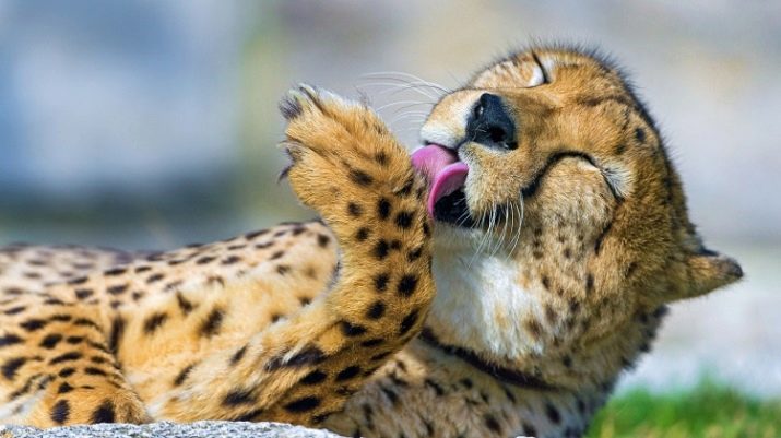 Чому коти муркочуть? Чому коти муркочуть, коли їх гладиш? Механізм котячого мурчания