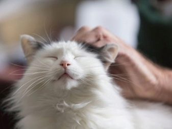 Чому коти муркочуть? Чому коти муркочуть, коли їх гладиш? Механізм котячого мурчания