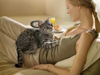 Чому коти муркочуть? Чому коти муркочуть, коли їх гладиш? Механізм котячого мурчания
