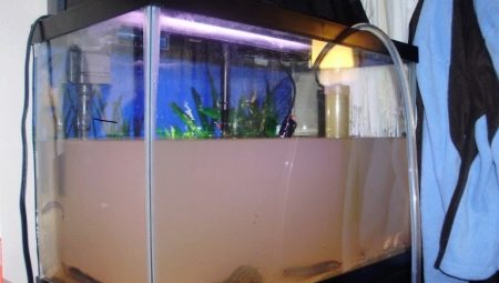 Чому при запуску акваріума помутніла вода? 26 фото Що робити, якщо на другий день після запуску вода стала каламутна? Причини появи білої каламуті