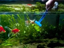Чому при запуску акваріума помутніла вода? 26 фото Що робити, якщо на другий день після запуску вода стала каламутна? Причини появи білої каламуті