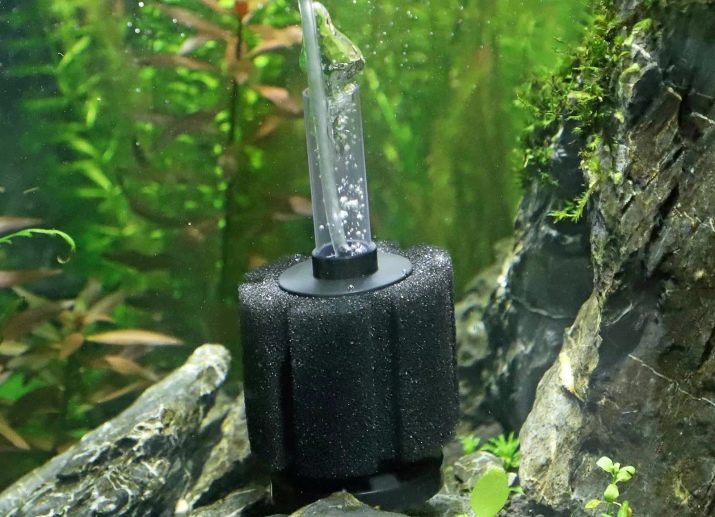 Чому при запуску акваріума помутніла вода? 26 фото Що робити, якщо на другий день після запуску вода стала каламутна? Причини появи білої каламуті