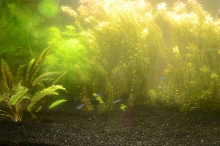 Чому при запуску акваріума помутніла вода? 26 фото Що робити, якщо на другий день після запуску вода стала каламутна? Причини появи білої каламуті