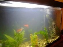 Чому при запуску акваріума помутніла вода? 26 фото Що робити, якщо на другий день після запуску вода стала каламутна? Причини появи білої каламуті