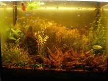 Чому при запуску акваріума помутніла вода? 26 фото Що робити, якщо на другий день після запуску вода стала каламутна? Причини появи білої каламуті