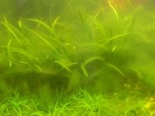 Чому при запуску акваріума помутніла вода? 26 фото Що робити, якщо на другий день після запуску вода стала каламутна? Причини появи білої каламуті