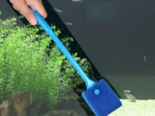 Чому при запуску акваріума помутніла вода? 26 фото Що робити, якщо на другий день після запуску вода стала каламутна? Причини появи білої каламуті