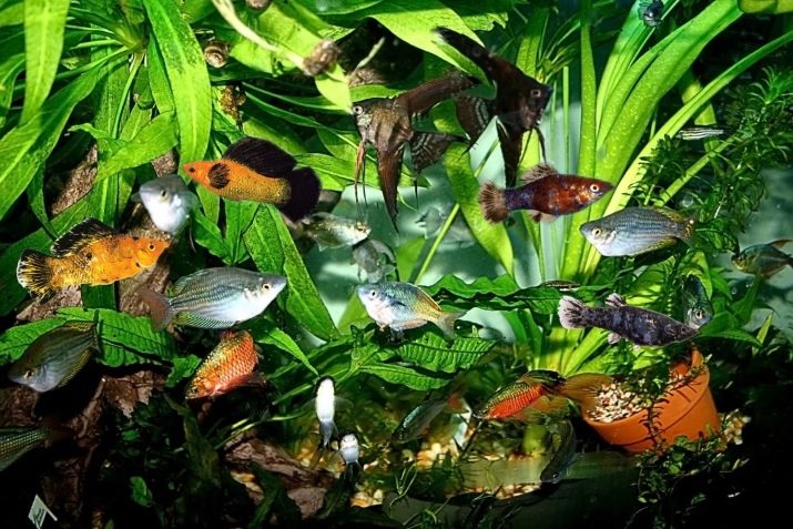 Чому при запуску акваріума помутніла вода? 26 фото Що робити, якщо на другий день після запуску вода стала каламутна? Причини появи білої каламуті