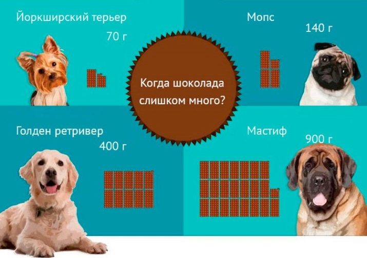Чому собакам не можна давати шоколад? 11 фото Можна собакам їсти гіркий шоколад? Чому він шкідливий, і які можуть бути наслідки?