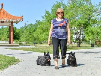 Чорні собаки (47 фото): породи великих і маленьких собачок, особливості забарвлення цуценят. Яким геном визначається забарвлення шерсті?