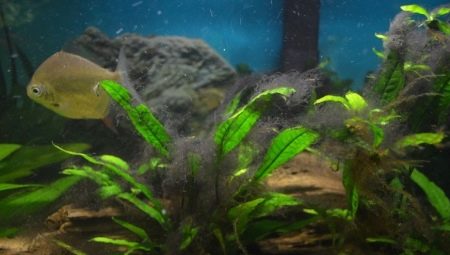 Чорні водорості в акваріумі (24 фото): чому рослини і камені вкрилися чорним нальотом і як з ним боротися?