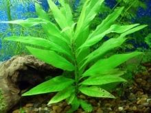 Чорні водорості в акваріумі (24 фото): чому рослини і камені вкрилися чорним нальотом і як з ним боротися?
