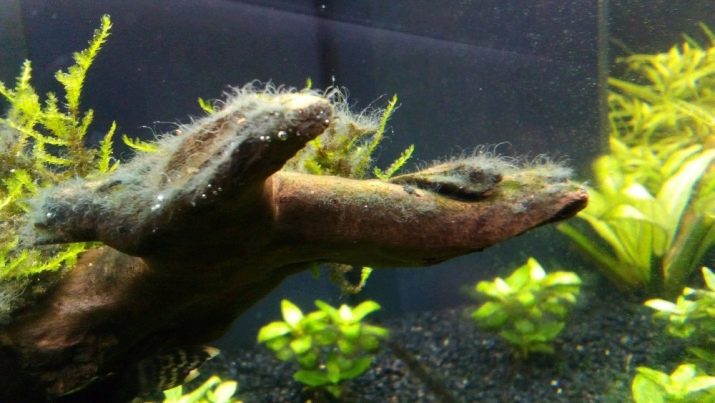 Чорні водорості в акваріумі (24 фото): чому рослини і камені вкрилися чорним нальотом і як з ним боротися?