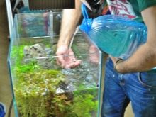 Чорні водорості в акваріумі (24 фото): чому рослини і камені вкрилися чорним нальотом і як з ним боротися?
