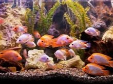 Чорні водорості в акваріумі (24 фото): чому рослини і камені вкрилися чорним нальотом і як з ним боротися?