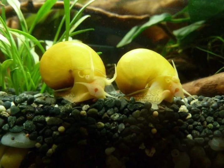 Чорні водорості в акваріумі (24 фото): чому рослини і камені вкрилися чорним нальотом і як з ним боротися?