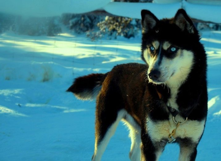 Чорний хаскі (23 фото): як виглядають чорні цуценята з блакитними очима? Особливості забарвлення з підпалом. Бувають собаки хаскі повністю чорного кольору?