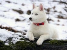 Чорний хаскі (23 фото): як виглядають чорні цуценята з блакитними очима? Особливості забарвлення з підпалом. Бувають собаки хаскі повністю чорного кольору?