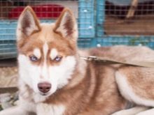 Чорний хаскі (23 фото): як виглядають чорні цуценята з блакитними очима? Особливості забарвлення з підпалом. Бувають собаки хаскі повністю чорного кольору?