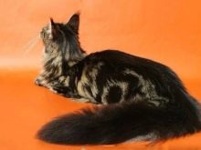 Чорний мейн-кун (26 фото): опис кошеня, великий дорослого кота чорного забарвлення і чорної кішки з зеленими очима