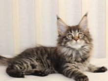 Чорний мейн-кун (26 фото): опис кошеня, великий дорослого кота чорного забарвлення і чорної кішки з зеленими очима