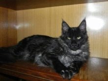 Чорний мейн-кун (26 фото): опис кошеня, великий дорослого кота чорного забарвлення і чорної кішки з зеленими очима