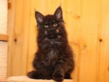 Чорний мейн-кун (26 фото): опис кошеня, великий дорослого кота чорного забарвлення і чорної кішки з зеленими очима