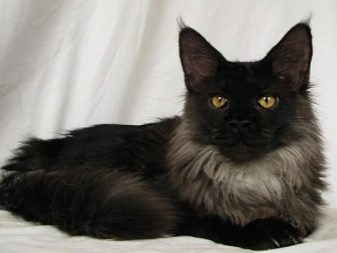 Чорний мейн-кун (26 фото): опис кошеня, великий дорослого кота чорного забарвлення і чорної кішки з зеленими очима