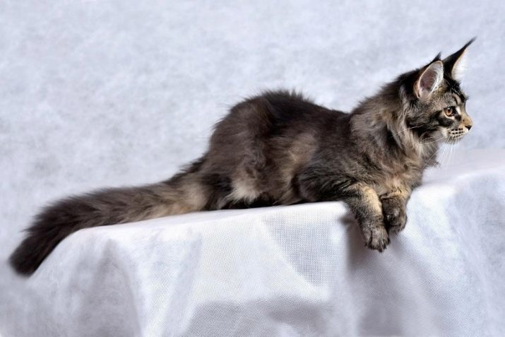Чорний мейн-кун (26 фото): опис кошеня, великий дорослого кота чорного забарвлення і чорної кішки з зеленими очима