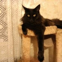 Чорний мейн-кун (26 фото): опис кошеня, великий дорослого кота чорного забарвлення і чорної кішки з зеленими очима